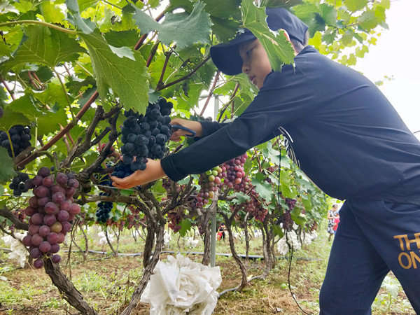 易視界小客戶摘葡萄ing